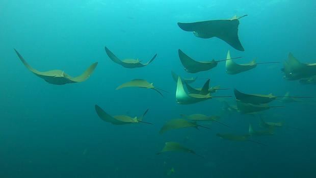 Fotografía cedida por el Parque Nacional Galápagos de un grupo mantarrayas en el archipiélago de Galápagos, Ecuador.