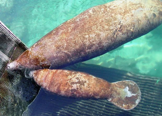 El manatí, símbolo nacional de Costa Rica desde el año 2014, está siendo cada vez más amenazado por la pesca ilegal, la cacería y la contaminación. En la imagen un registro de archivo de una cría de manatí, nacido en cautiverio, y su madre.