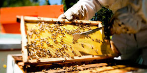 Escasea la miel de abejas de producción nacional