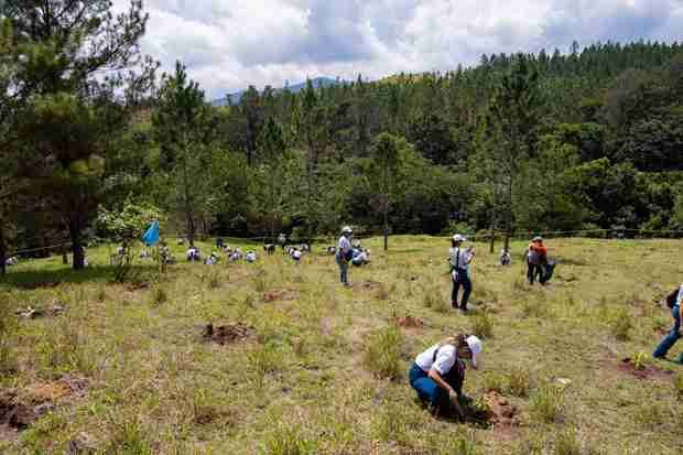 En la comunidad de Mezquino, en Los Montones Arriba, municipio de San José de las Matas, se sembraron más de 6,000 plantas.