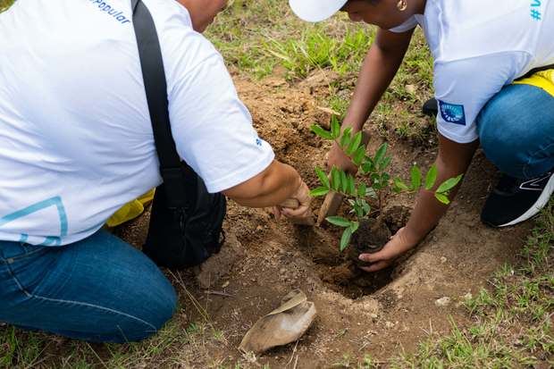 La supervivencia de estas plantas se incrementa en un 80 % gracias al uso de un hidrogel que aumenta la retención de agua.