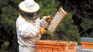 Europa apoyará a los apicultores prohibiendo los pesticidas letales para las abejas