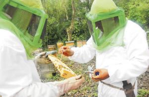 Proyecto apícola impulsará producción de miel y el cuidado del medioambiente