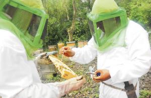 Proyecto apícola impulsará producción de miel y el cuidado del medioambiente