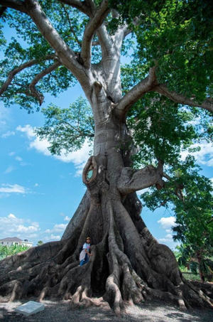 Santiago se une a la celebración del Día del Árbol con el arbusto más viejo del país