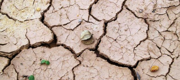 Temen que el clima de la Tierra pueda volver a ser el mismo de hace 50 millones de años