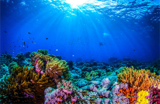 Arrecifes de Coral.