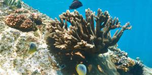 La infinita lista de amenazas para los arrecifes de coral