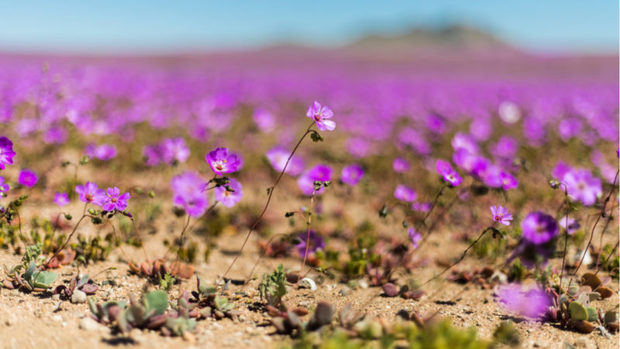 Flores en el desierto de Atacama tras un episodio de fuertes lluvias.