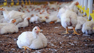 Pro Consumidor tomará acciones para evitar especulación con la carne de pollo