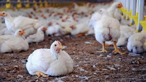 Pro Consumidor tomará acciones para evitar especulacón con la carne de pollo.
