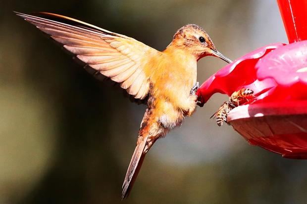 Un colibrí paramuno se alimenta en el sendero ecológico 'El Paramuno' el 9 de marzo de 2021, en Bogotá, Colombia.