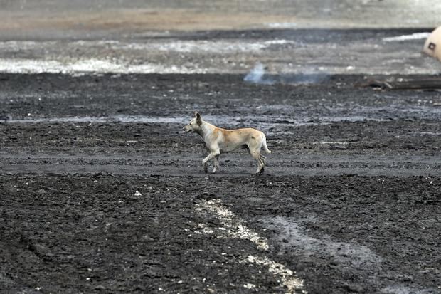 Fotografía tomada el pasado 10 de agosto en la que se registró a un perro al caminar sobre los restos de los incendios en la zona industrial del puerto de Matanzas, Cuba.
