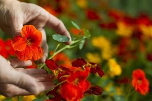 Flores comestibles, negocio con futuro que impulsa la restauración en España