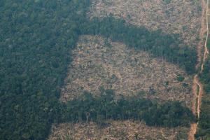 La deforestación de la Amazonía en enero fue la mayor para el mes en cinco años