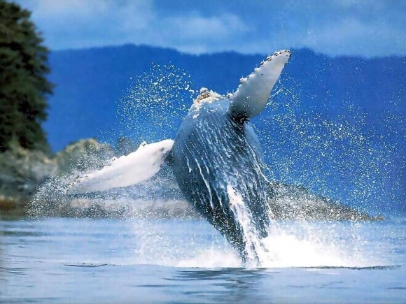 Cada año entre enero y marzo, las ballenas jorobadas del Atlántico Norte visitan El Santuario Marino que está situado aproximadamente a 80 millas náuticas frente a la costa norte de la República Dominicana, muy cerca de nuestros hoteles de Samana y Puerto Plata.