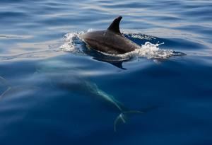 23 de julio: Día Mundial de Ballenas y Delfines
