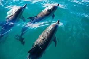 23 de julio: Día Mundial de Ballenas y Delfines