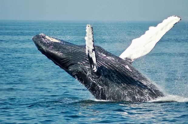 23 de julio: Día Mundial de Ballenas y Delfines