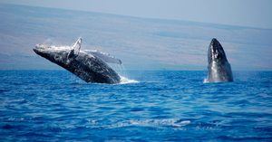 Ministerio de Medio Ambiente y Turismo dan inicio a temporada de Ballenas Jorobadas 2020