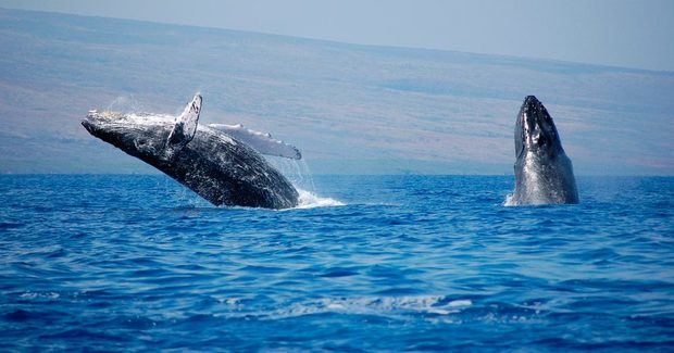 Ballenas Jorobadas.