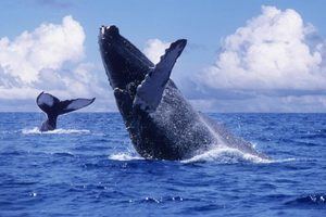Arranca la temporada de ballenas 2021 y estas son las regulaciones por COVID-19