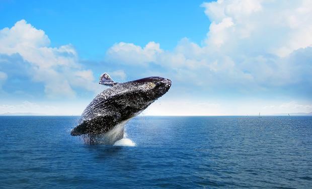 El retozar de las ballenas en la bahí­a de Samaná, un espectáculo natural.