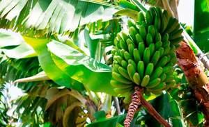 Latinoamérica cierra filas contra enfermedad que daña cultivos de banano