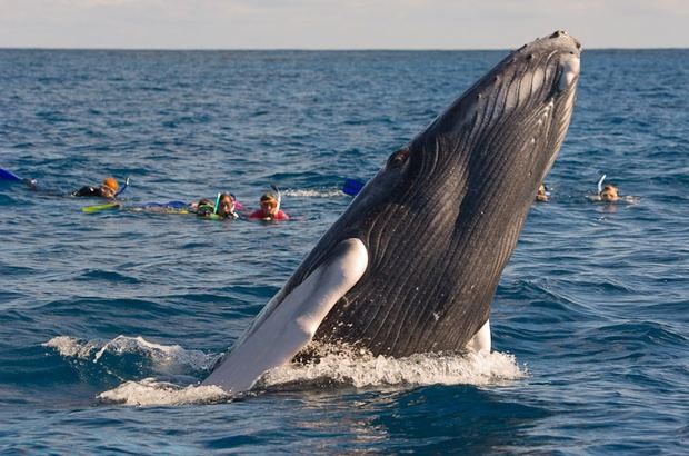 Arranca el 15 de enero temporada observación ballenas Jorobadas |  DiarioHispaniola l Un digital a tu alcance