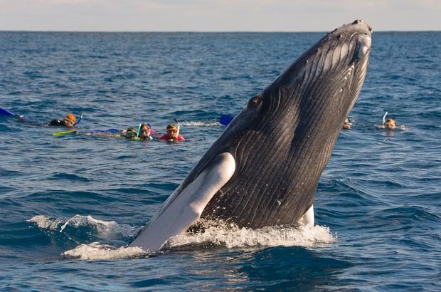 Ballenas. 