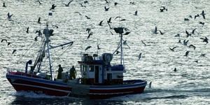 Ambientalistas en pie de guerra contra la pesca eléctrica