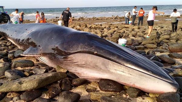 Vista del varamiento y muerte de una ballena de aleta o rorcual común (Balaenoptera physalus), ocurridos esta semana en Puerto Peñasco, en el estado de Sonora. 