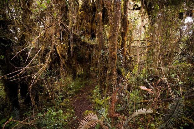 Fotografía del Parque Nacional Yanganates donde vive el Oso de anteojos, una especie en peligro de extinción en Ecuador, en una zona ganadera del centro del país suramericano, lo que alienta al impulso de un plan de protección de esta especie amenazada, hoy en Yanganates, Ecuador.