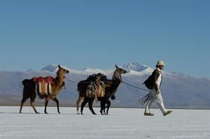 Caravana de llamas por Zoom y venta futura: el turismo argentino se reinventa