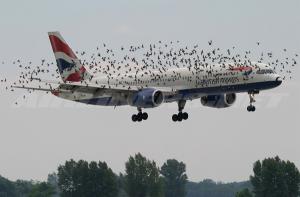 Este martes inicia conferencia sobre prevención del peligro de las aves en la aviación