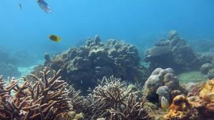 Los corales necesitan una década para recuperarse del blanqueo, según estudio 
