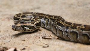 Autoridades dominicanas decomisan una boa constrictor y una pitón real