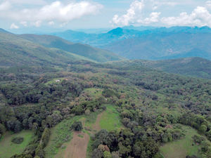 Cumbre biodiversidad ONU tratará de fijar 