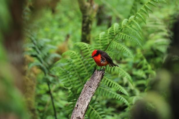 Fotografía cedida por Parque Galápagos de un pichón de pájaro brujo (Pyrocephalus nanus).