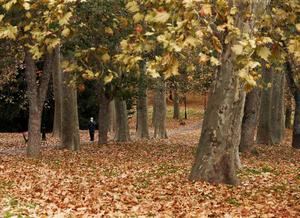 Gestionar la biomasa forestal para prevenir incendios y proporcionar energía