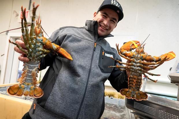 El pescador dominicano Juan Peralta muestra langostas en el área de pesado y selección de la cooperativa de pesca “Yankee Fishermen” (Pescadores Yankees) el 8 de febrero de 2020 en la ciudad de Seabrook, New Hampshire (Estados Unidos). 