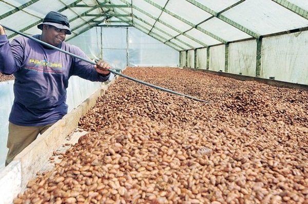 Producción de cacao