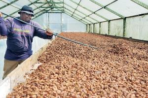 El país produce 80.000 toneladas de cacao que generan 225 millones de dólares