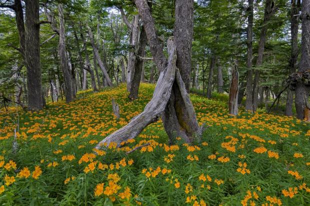 La flor de Amancay, sí­mbolo del amor incondicional en la Patagonia argentina