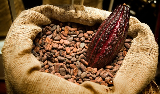 Cacao