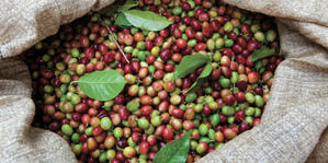 Afirman plantaciones de café se recuperan con éxito
