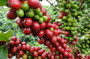 Producciòn de café dominicano.