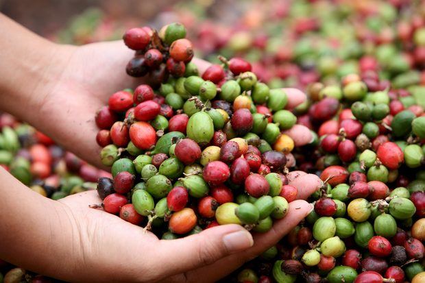 Café en campo de República Dominicana. 