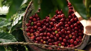 Centroamérica busca unirse para enfrentar problemas del sector cafetalero