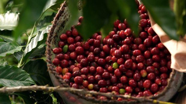 Centroamérica busca fortalecer el trabajo conjunto de sus países para encontrar soluciones que le permita enfrentar los problemas que afectan al sector cafetalero.